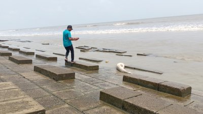 ভেসে আসা মৃত ডলফিন (ছবি: প্রতিবেদক)