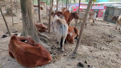 গরু/ফাইল ছবি