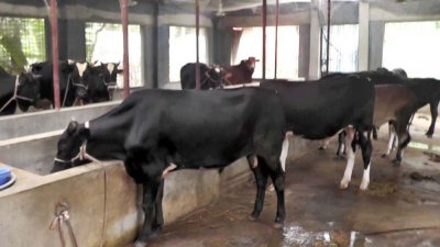 রংপুরের একটি গরুর খামার