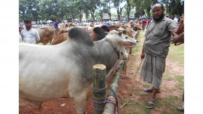 নীলফামারীর একটি কোরবানির প্রাণীর হাট