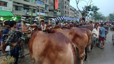 কোরবানির পশুর হাট, ছবি: প্রতিবেদক