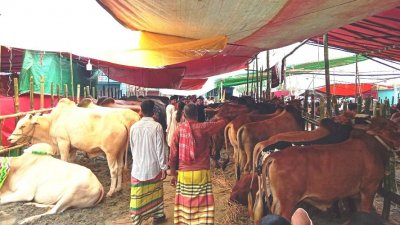 হাটগুলোতে ছোট আকারের গরুর চাহিদা থাকলেও পাওয়া যাচ্ছে কম