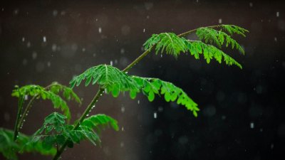 পহেলা আষাঢ় (ছবি: সংগৃহীত)