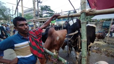 দামের কারণে বড় গরুর প্রতি ক্রেতাদের আগ্রহ কম, ফলে বিপাকে পড়েছেন ক্রেতারা