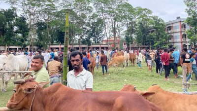 কোরবানির পশুর হাট