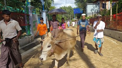 কোরবানির গরু (ছবি: প্রতিবেদক)