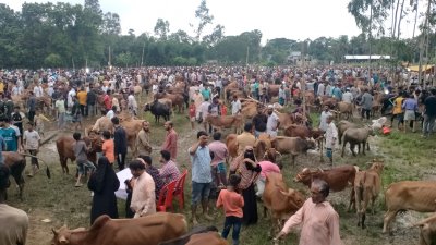 শেষ দিনে পশুর দাম কমেছে হাটগুলোতে (ছবি: প্রতিবেদক)