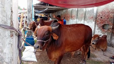 খুলনা জোড়াগেট কোরবানি পশুর হাটে এবার ৭ দিনে ৬ হাজার ২২৭টি পশু বিক্রি হয়েছে