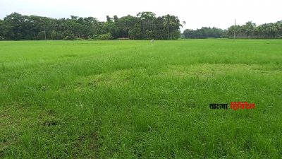 কৃষিজমি রক্ষায় সরকারের যে সিদ্ধান্ত, তা উপেক্ষা করে চাঁদপুরের হাইমচর উপজেলায় তিন ফসলি জমি ভরাট করে মিনি স্টেডিয়াম নির্মাণের উদ্যোগ