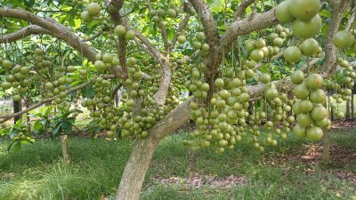 ঘন সবুজ পাতার ভেতরে ডালপালায় ঝুলছে অসংখ্য রসালো লটকন