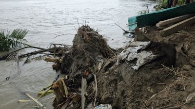 ভাঙছে পদ্মার পাড়