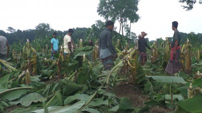 ২৫ কৃষকের ৪০ বিঘা জমির কলাগাছ কেটে দিয়েছে দুর্বত্তরা