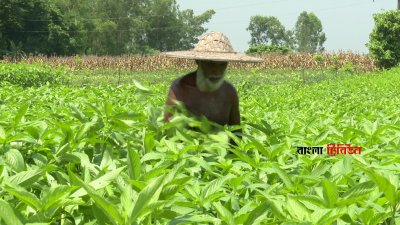 ন্যায্যমূল্য না পাওয়াসহ বিভিন্ন সংকটে পাট চাষ থেকে মুখ ফিরিয়ে নিয়েছেন কয়েক হাজার চাষি