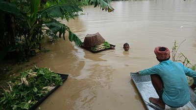 বন্যার পানিতে ডুবে সবজি তুলে আনছেন এই কৃষক