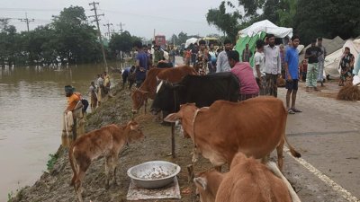 বন্যায় গবাদি পশু নিয়ে বিপাকে খামারিরা/ছবি: সংগৃহীত