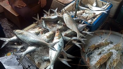 ভরা মৌসুমেও সাধারণের নাগালের বাইরে ইলিশের দাম (ছবি: বাংলা ট্রিবিউন)