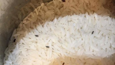স্যাঁতসেঁতে আবহাওয়ায় চালে পোকা ধরে যায়। ছবি- সংগৃহীত