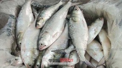 ইলিশ মাছ (ফাইল ছবি)