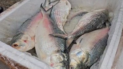 ভারতে যাওয়া ইলিশ মাছ