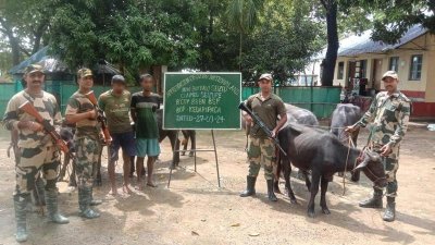 গরু-মহিষ পাচারকালে দুই বাংলাদেশিকে আটকের দাবি বিএসএফের