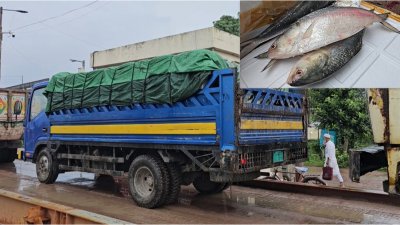 ট্রাকে করে ভারতে যাচ্ছে ইলিশের চালান