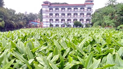 ড. এনামুল হক কলেজমাঠে হলুদ চাষ (ছবি: বাংলা ট্রিবিউন)