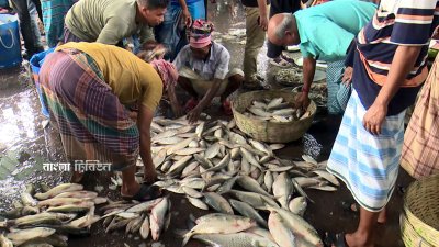 ভরা মৌসুমে বরিশাল নগরীর ‘ইলিশ মোকাম’ হিসেবে পরিচিত পোর্ট রোডের আড়তে ইলিশ নেই