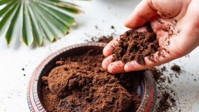 কফির রয়েছে অনেক ব্যবহার। ছবি- সংগৃহীত