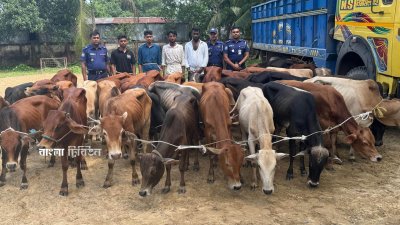 হবিগঞ্জের নবীগঞ্জ উপজেলায় ঢাকা-সিলেট মহাসড়কে গরুর গাড়ি আটকে ডাকাতি