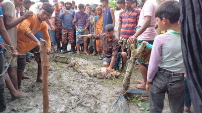 বন বিভাগের কর্মীরা কুমিরটি উদ্ধার করেন