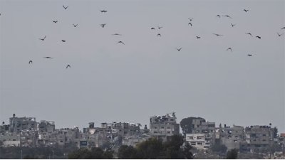 ইসরায়েলি হামলার পর মধ্য গাজার ৫ অক্টোবরের চিত্র। পাখিরাও যেখানে নিরাপদ নয়। দূরে আশ্রয় নিতে গাজা ছাড়ছে তারাও। ছবি: রয়টার্স।