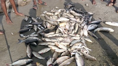 বিষ প্রয়োগে মরে যাওয়া মাছ