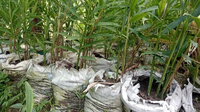 বাণিজ্যিক লাভ ছাড়াও মিটছে পরিবারের চাহিদা
