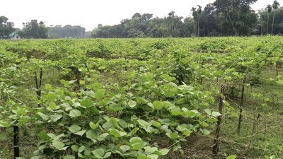 বন্যায় জেলার ৩৫০ হেক্টর জমির শাকসবজি নষ্ট হয়েছে