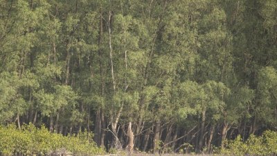 সুন্দরবন