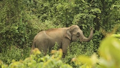 চট্টগ্রামের কর্ণফুলী ও আনোয়ারায় বন্যহাতির উপদ্রব।