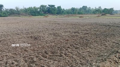 সময়মতো বিএডিসির আলুর বীজ না পাওয়ায় ১৫ দিন আগাম আলুর চাষাবাদ পিছিয়ে গেছে