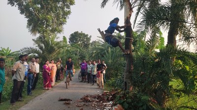 যশোরে খেজুর গাছ কাটার কার্যক্রম উদ্বোধন