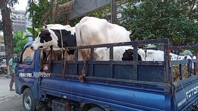 ফরিদপুর শহরের বায়তুল আমান এলাকার একটি খামার থেকে চুরি হওয়া ছোট-বড় ১১টি গরু পাবনার সাথিয়া উপজেলা থেকে উদ্ধার করেছে পুলিশ