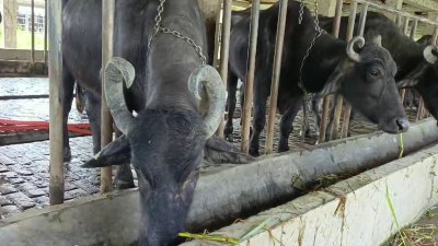 বাগেরহাটের ফকিরহাটে অবস্থিত দেশের একমাত্র মহিষ প্রজনন ও উন্নয়ন খামারে ১৮টি মহিষের রহস্যজনক মৃত্যু