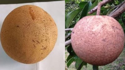 নতুন জাতের সফেদার ওজন ২৫০-৪৫০ গ্রাম