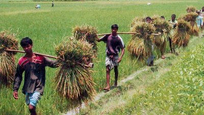 ধান কেটে ঘরে তুলছেন কৃষক