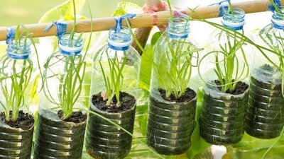 বোতলে গাছ লাগাতে পারেন। ছবি- সংগৃহীত