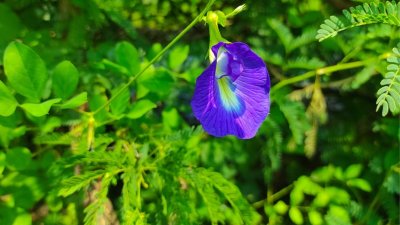 অপরাজিতা ফুল। ছবি- সংগৃহীত
