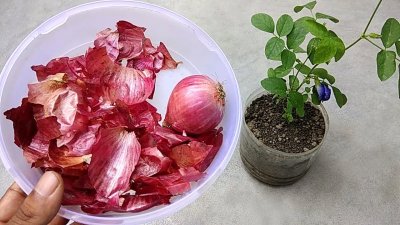 সালফার এবং পটাশিয়াম মেলে পেঁয়াজের খোসায়। ছবি- সংগৃহীত