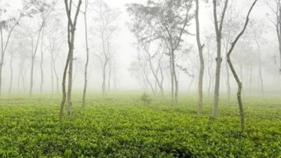 চা বাগান অধ্যুষিত এলাকা শ্রীমঙ্গলে শীতের তীব্রতা বেশি অনুভূতি হচ্ছে