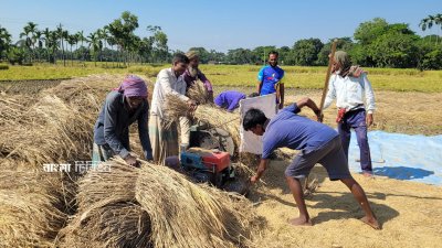আগাম আমন মাড়াই করে ঘরে তুলছেন ময়মনসিংহের চাষিরা