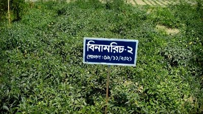 বিনা মরিচ-২ এর পরীক্ষামূলক চাষ