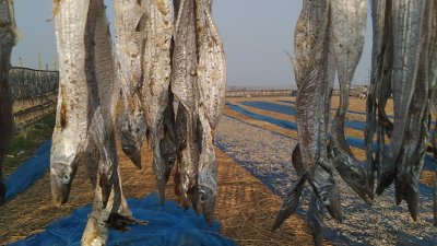 দুবলার চরে শুঁটকি উৎপাদন