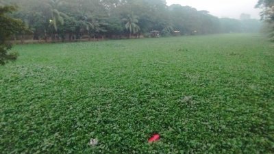 লেকজুড়ে কচুরিপানা